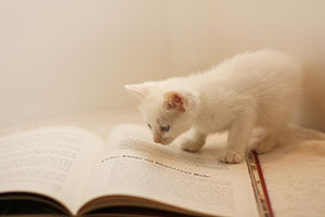 読書 子猫  写真