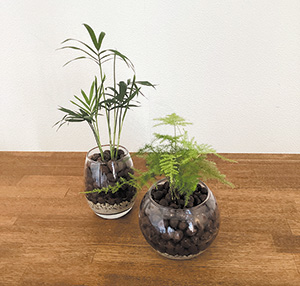 アルフレッシュ 30周年感謝祭 ハイドロカルチャーづくり写真